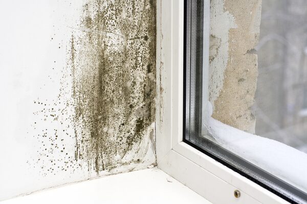 Black mould spreading on a white wall in the corner beside a uPVC window frame