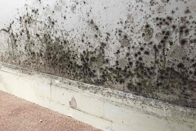 A white interior wall covered in black mould spots above a skirting board and carpet