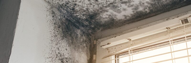 Black mould spreading across a ceiling and wall corner above a window with blinds