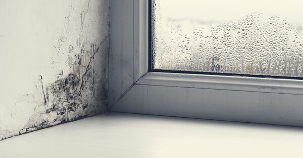 Black mould growing on a wall in the corner beside a condensation-covered window