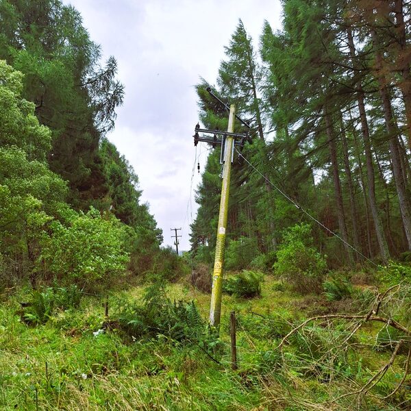 A storm-damaged wooden electricity distribution pole leaning in a forest clearing with power lines
